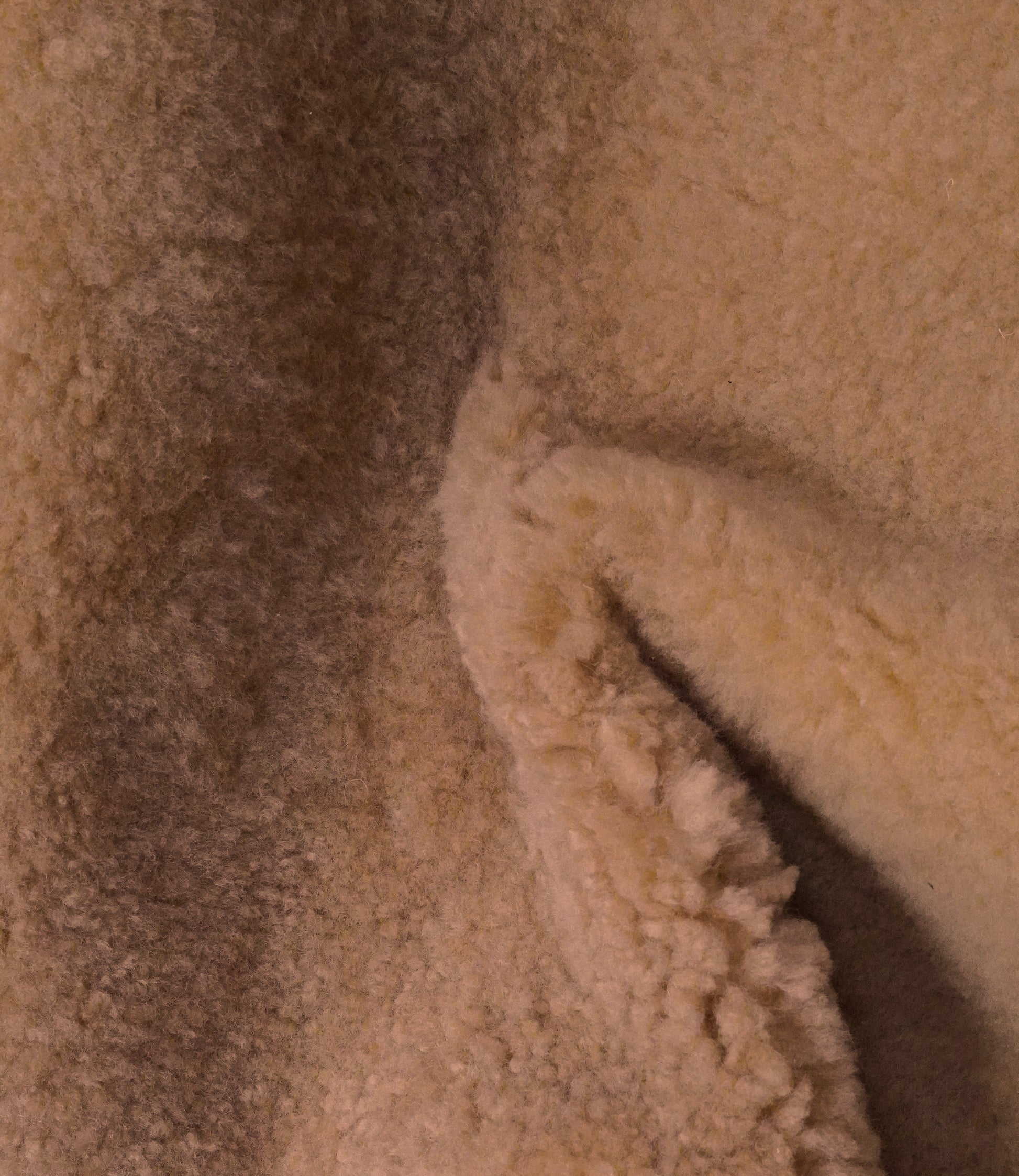Palomino
