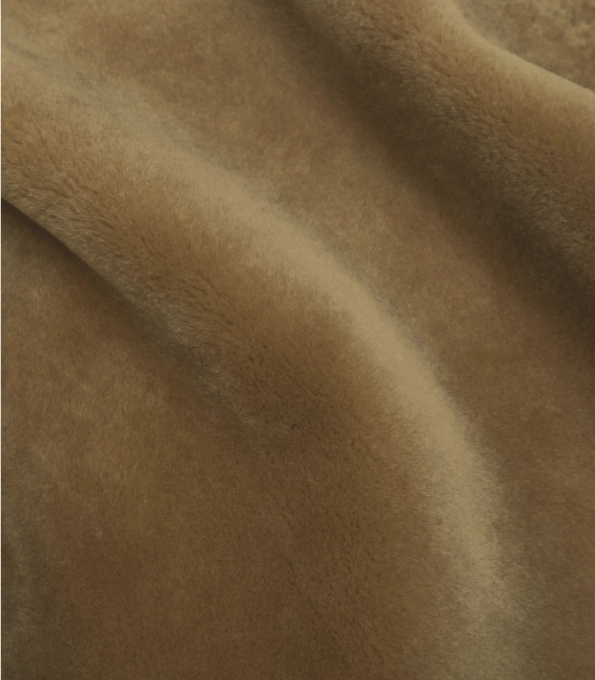 Palomino