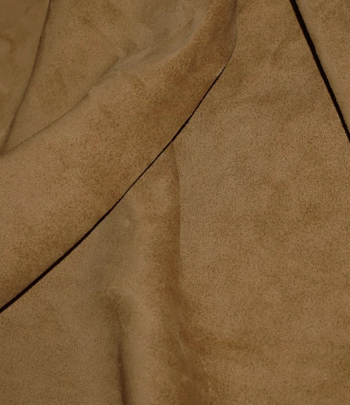 Palomino